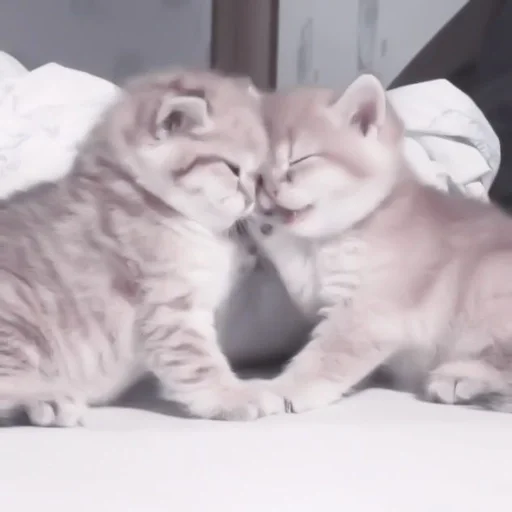 кошка животное млекопитающее