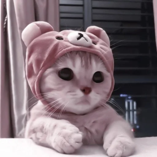 комнатный кошки малого и среднего размера кошачьи