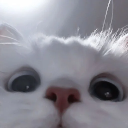 млекопитающее животное кошка