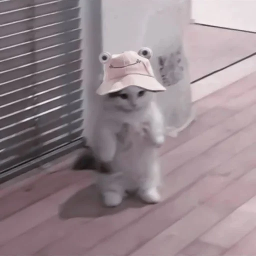 кошка Белый этаж