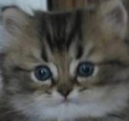 животное млекопитающее кошка