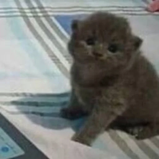 млекопитающее животное кошка