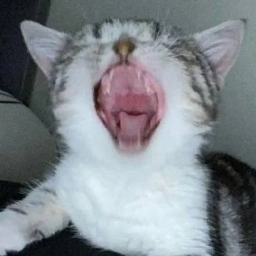 млекопитающее животное кошка