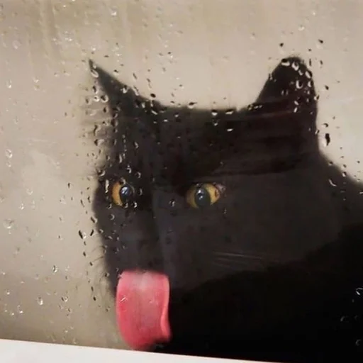 кошка чёрная кошка чёрный