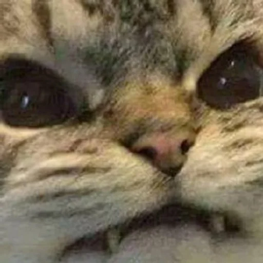 животное млекопитающее кошка