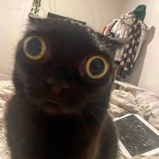 small to medium-sized cats cat indoor