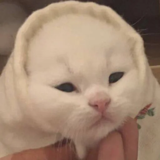 млекопитающее животное кошки малого и среднего размера