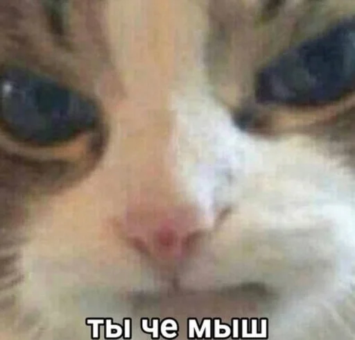 млекопитающее животное кошка