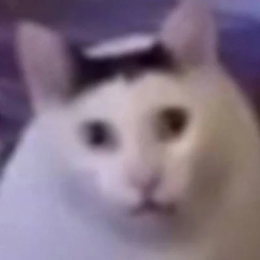 млекопитающее животное домашняя кошка