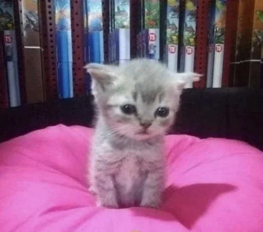 кошки малого и среднего размера комнатный кошачьи