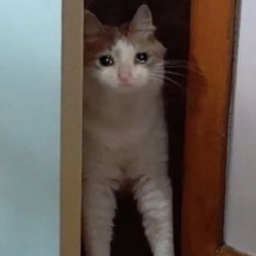 животное млекопитающее кошка