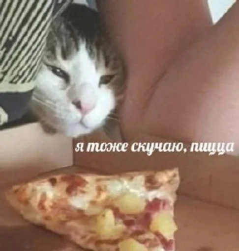 кошка пища пицца