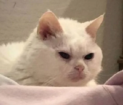 млекопитающее животное кошка