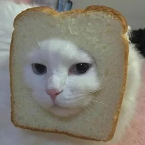 пища хлеб кошка