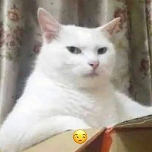 млекопитающее животное домашняя кошка