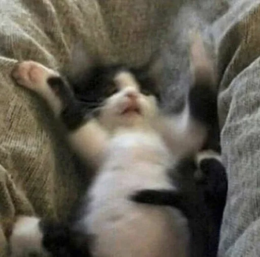 кошка млекопитающее животное