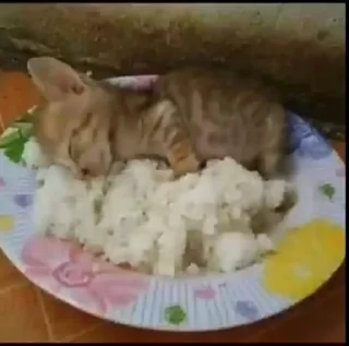 Sticker kiticats - 8