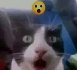 Sticker kiticats - 2