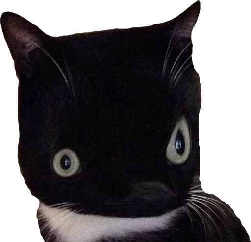 animal mammal small to medium-sized cats