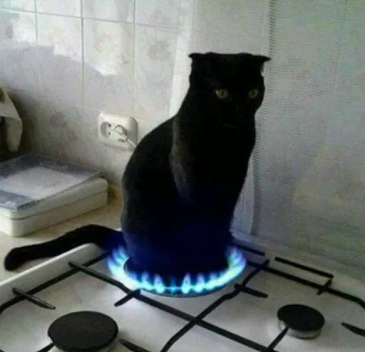 indoor cat appliance