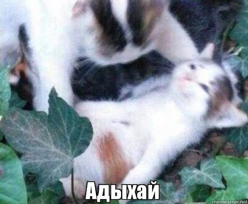 млекопитающее животное домашняя кошка