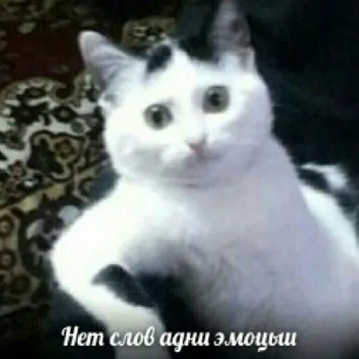 животное млекопитающее кошка