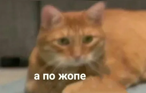 животное млекопитающее кошка