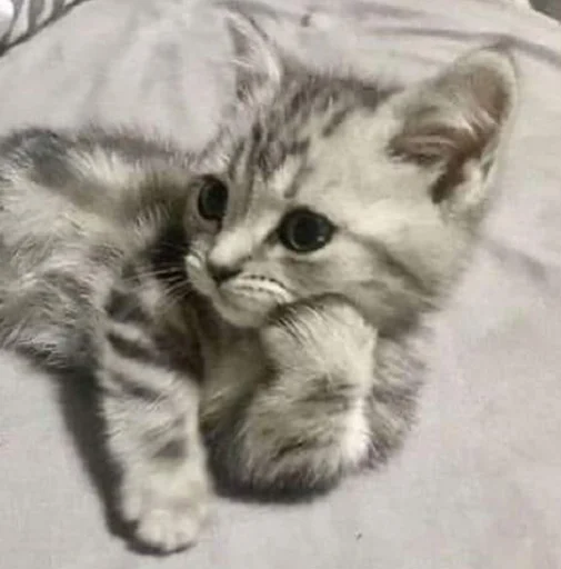 млекопитающее животное кошка