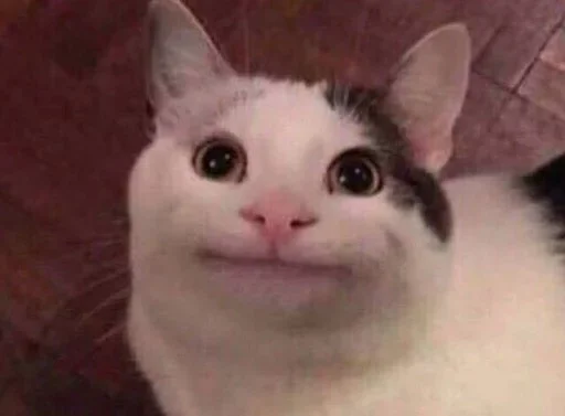 млекопитающее животное кошка