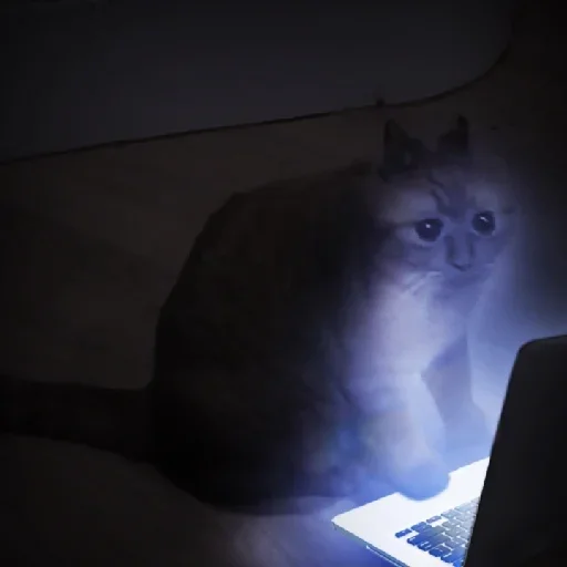 ноутбук комнатный кошки малого и среднего размера