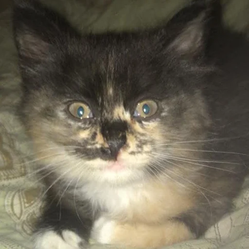 Sticker kilishynya - 1