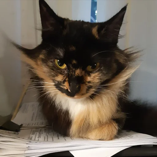 Sticker kilishynya - 1