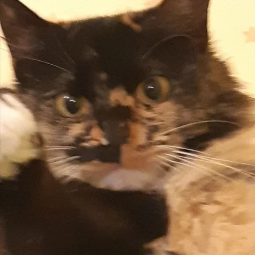 Sticker kilishynya - 1