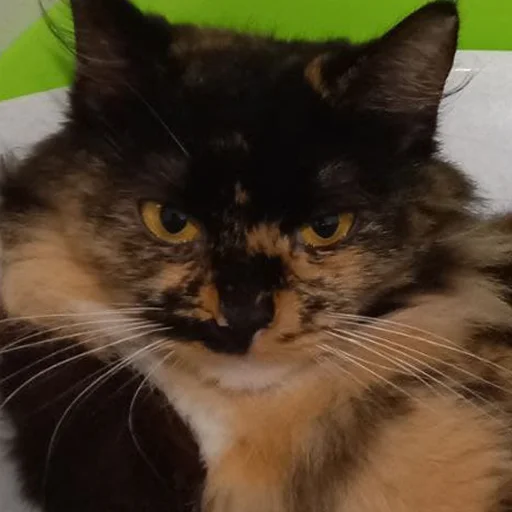 Sticker kilishynya - 1