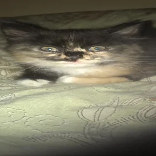 Sticker кипя - 6