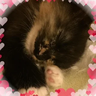 Sticker кипя - 9