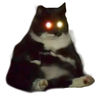 small to medium-sized cats animal cat