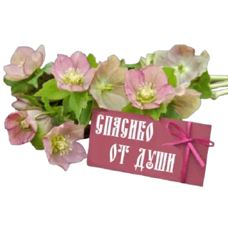 Стикер Школа вежливости (by @andreyevaolga) - 6