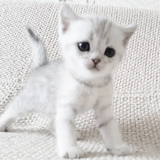 Стикер kiotiki - 1