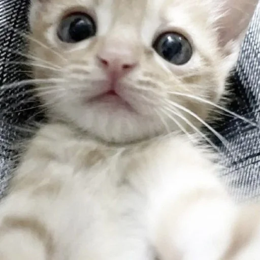 Стикер kiotiki - 1