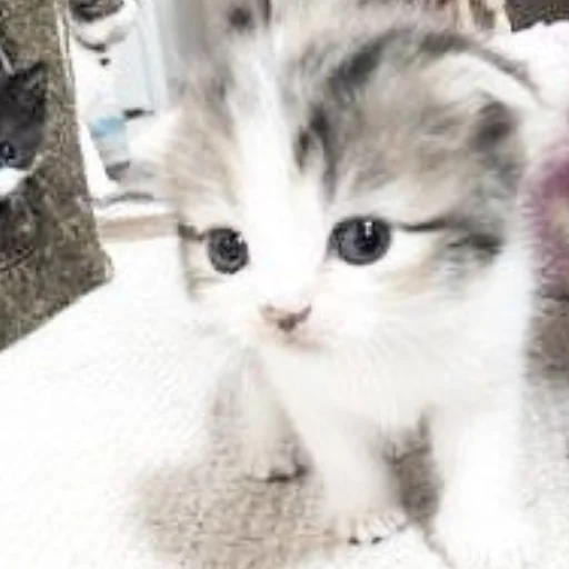 Стикер kiotiki - 1