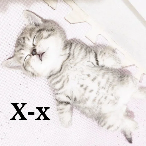 киотич4ки @miymaayww - 