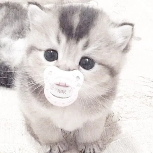 Стикер kiotiki - 1