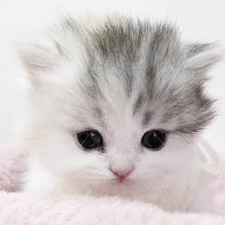 Sticker киотич4ки @miymaayww - 4