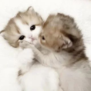 Sticker киотич4ки @miymaayww - 10