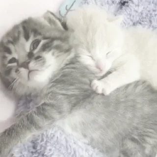 Sticker киотич4ки @miymaayww - 9