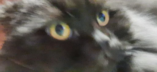 животное млекопитающее кошка