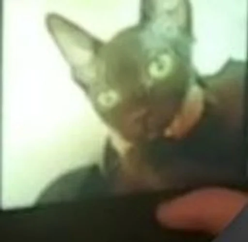 животное млекопитающее домашняя кошка