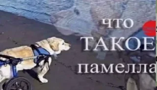 Стикер kirieshki - 5