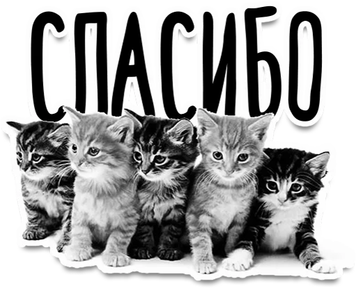 animal mammal domestic cat